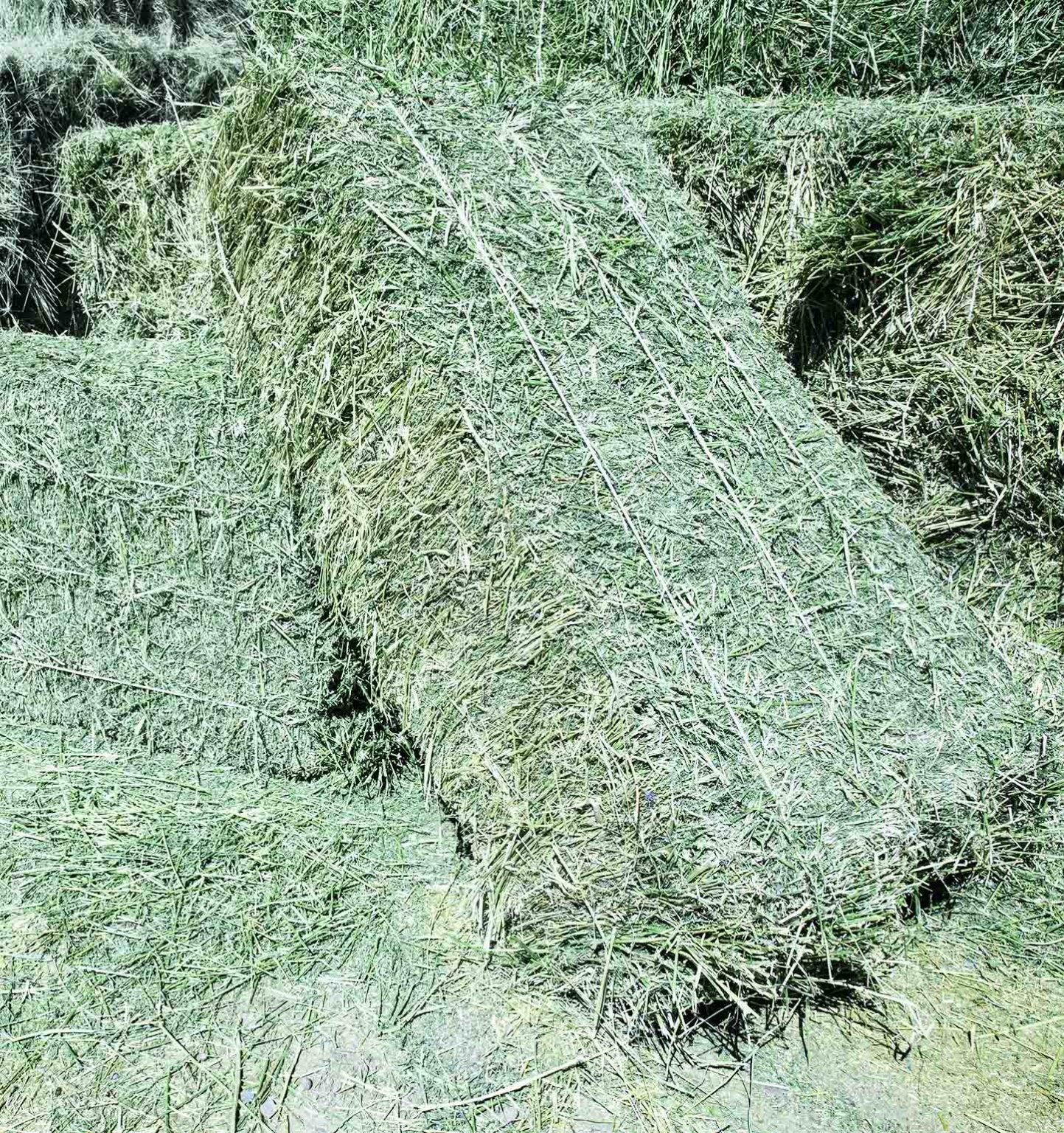 Alfalfa Hay For Sale