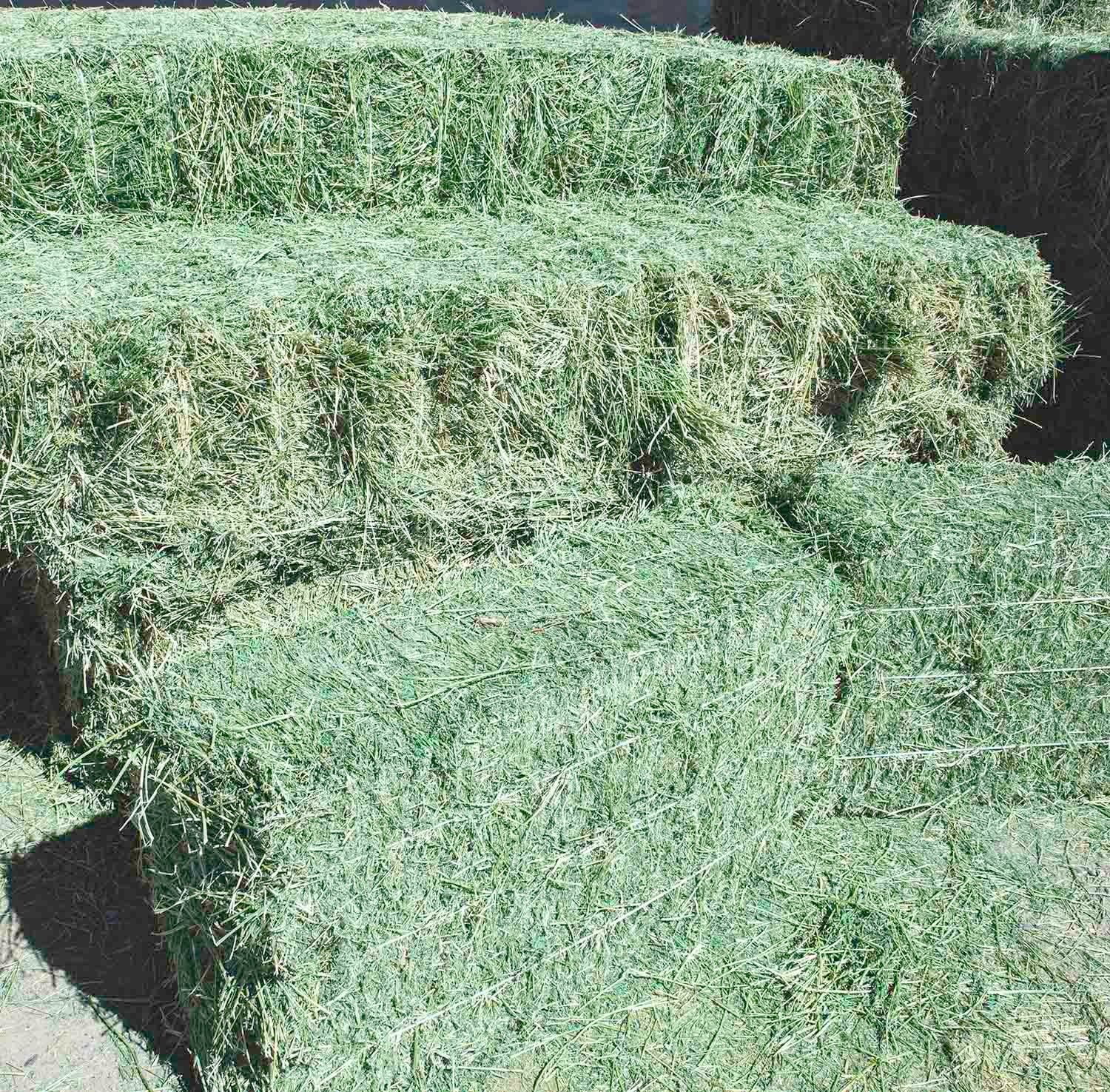 Alfalfa Hay For Sale - Image 4