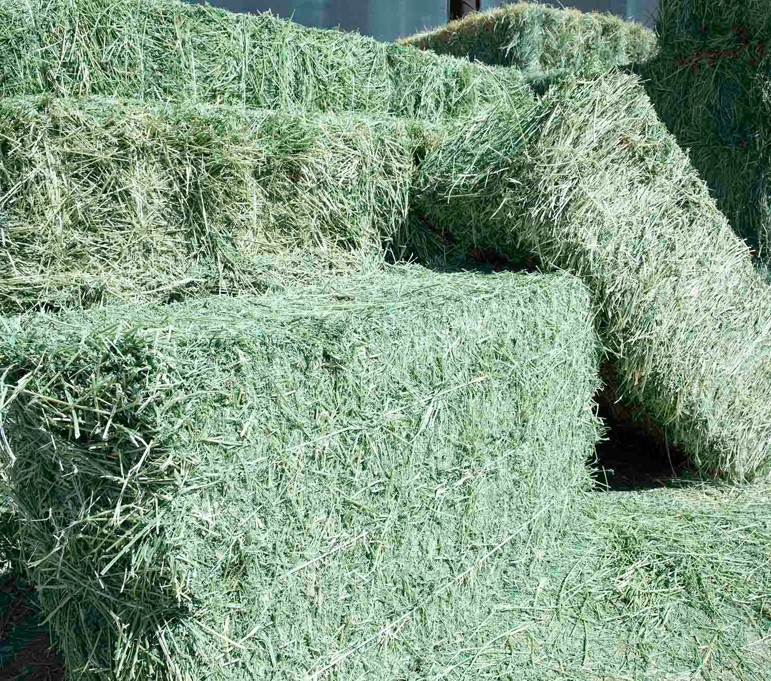 Alfalfa Hay For Sale - Image 3