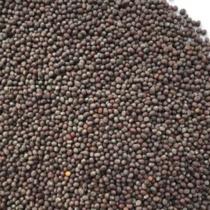 Brown Mustard Seeds
