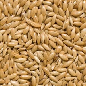 Canary Seeds