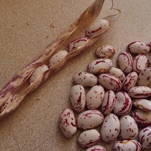 Cranberry Beans