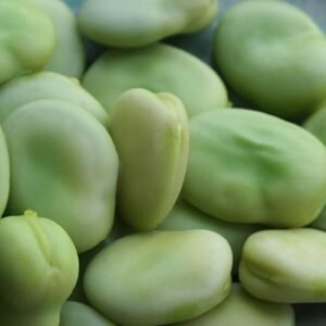 Faba beans
