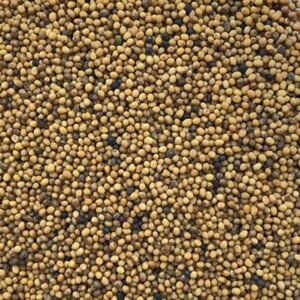 Oriental Mustard Seeds