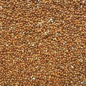 Red Millet