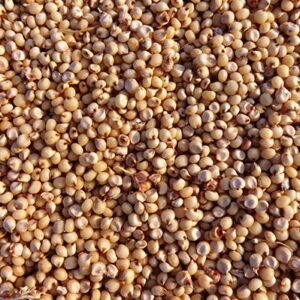 Sorghum Seeds