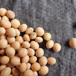 Soyabean Seed