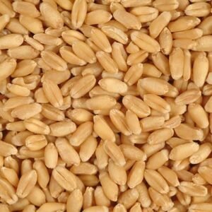Wheat