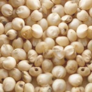 White Sorghum